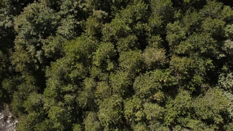 aerial top view over a green forest on the apennine mountains, italy