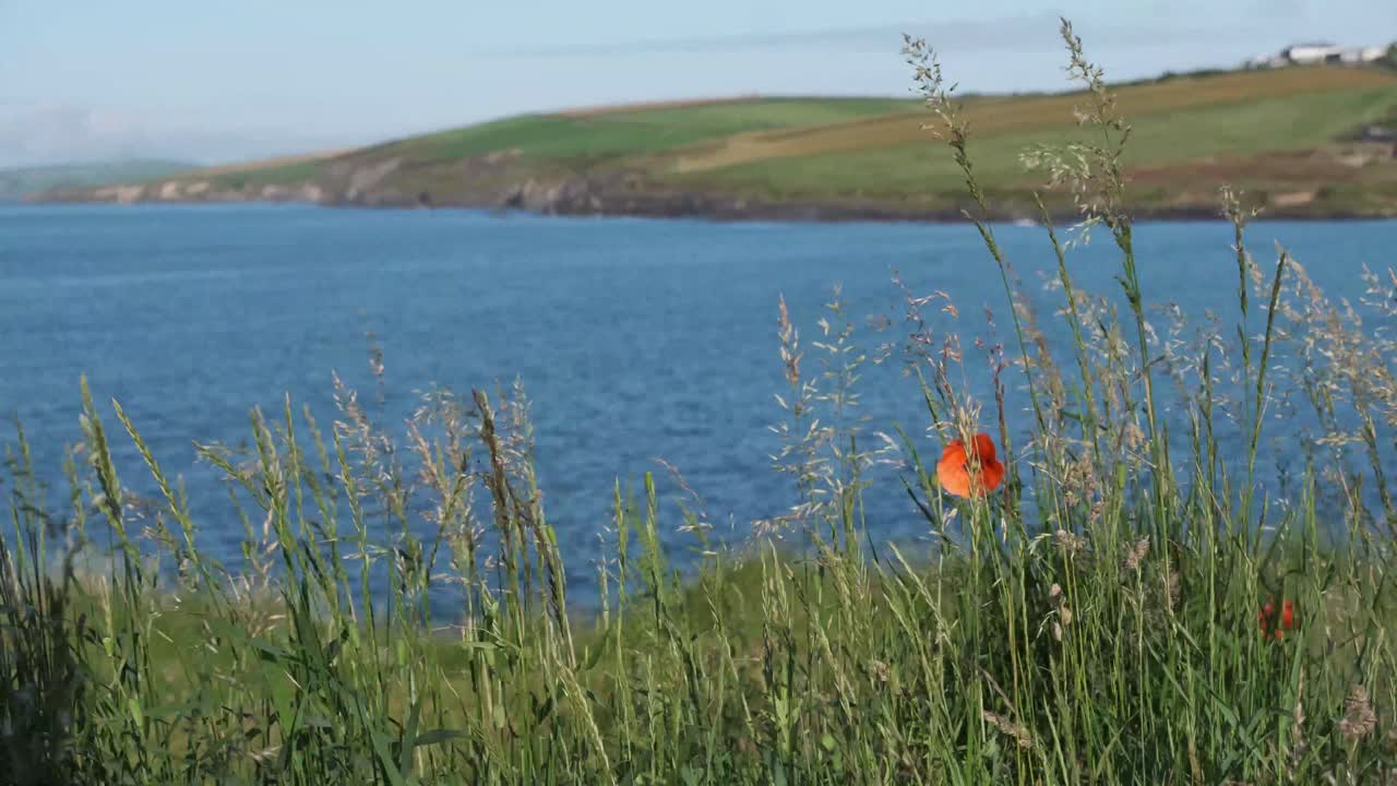 Stille sommermorgen med gress og en valmue som svaier i vinden