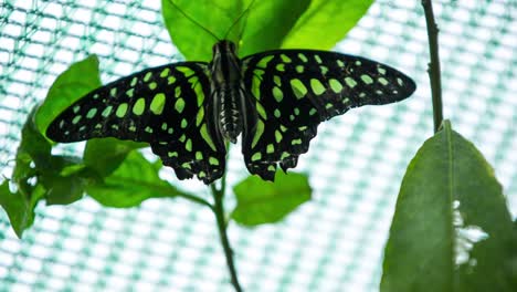 butterfly macro 22