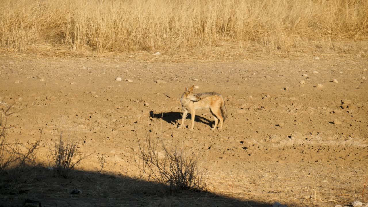 un chacal de lomo negro buscando restos comestibles durante la puesta de sol en sudáfrica
