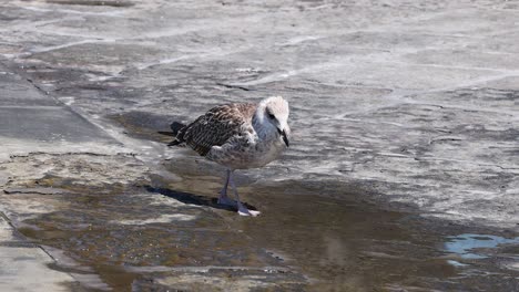 möwe, die auf nassem bürgersteig in sorrento (italien) spazieren geht