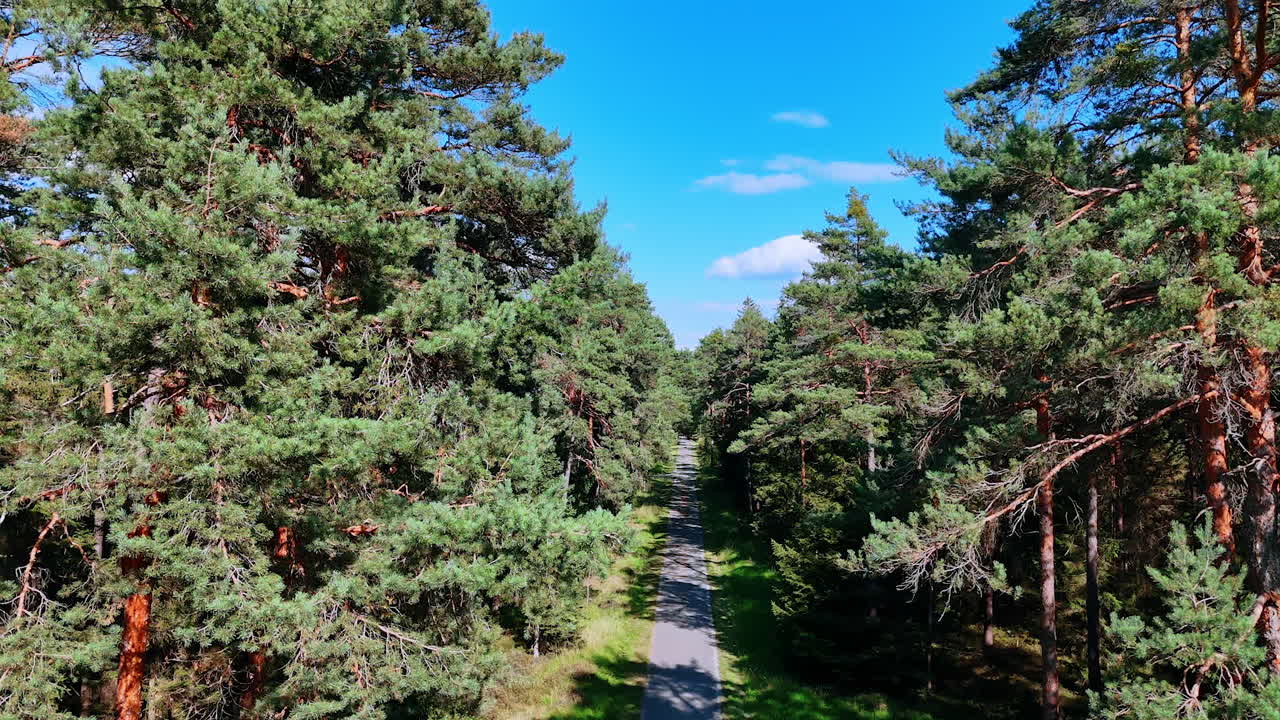 Road through pine forest. A straight road cutting through a tall German pine forest