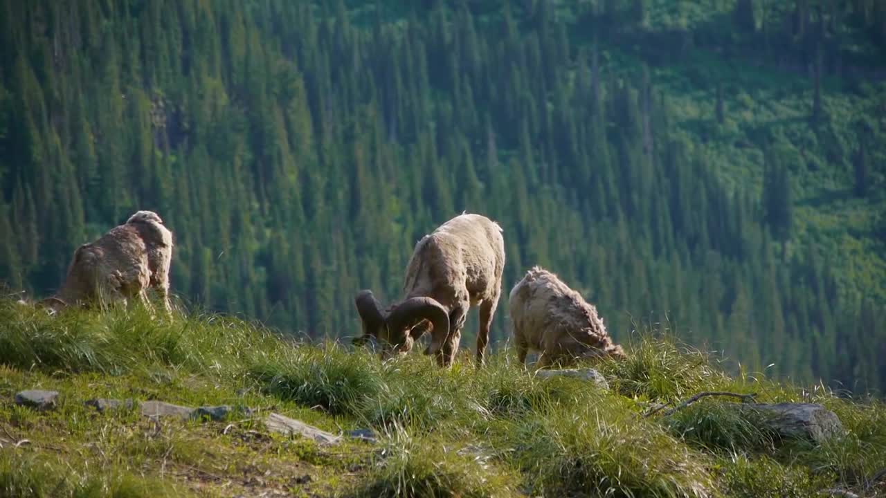 Fjellgeiter ligger i et steinete fjellområde i Glacier nasjonalpark, Montana
