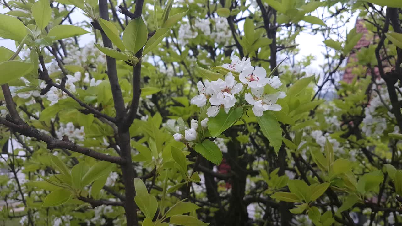 Pear Tree on Spring, White Flowers on Branches, Close Up. Springtime Blossom