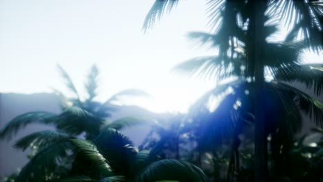 Sunset-Beams-through-Palm-Trees