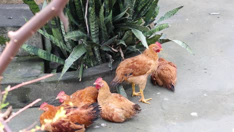 chickens foraging and moving around