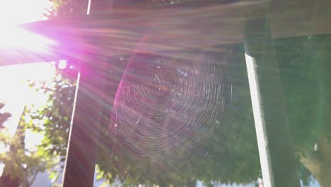 spiderweb between fence bars with rainbow sun flare shining bright