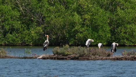 Aus-Der-Ferne-Ist-Eine-Herde-Zu-Sehen,-Die-Auf-Einem-Streifen-Damm-Steht,-Der-Zwei-Gewässer-Trennt,-Buntstorch-Mycteria-Leucocephala,-Thailand