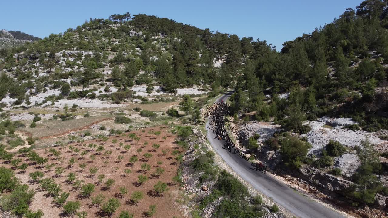 염소 목자 도로