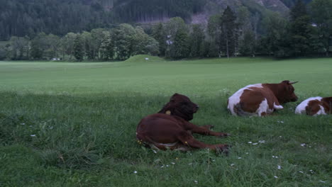 native slovenian brown cattle cika grazing on pasture in european alpine valley of jezersko