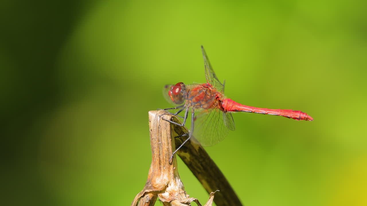 scarlet dragonfly (crocothemis erythraea) 는 libellulidae 과에 속하는 dragonfly의 일종이다. 그 일반적인 이름에는 광범위한 scarlet, 일반적인 scarlet darter가 포함됩니다.