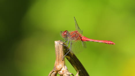 La-Libélula-Escarlata-(crocothemis-Erythraea)-Es-Una-Especie-De-Libélula-De-La-Familia-Libellulidae.-Sus-Nombres-Comunes-Incluyen-Dardo-Escarlata-Ancho-Y-Dardo-Escarlata-Común.