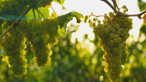 slow rise and fall with sparkling sunlight flare behind green bunch of grapes