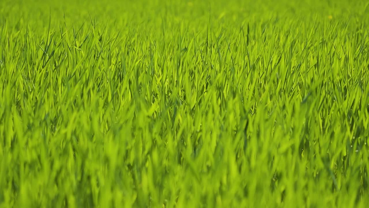 Large field of tall young green grass. Sprouted stalks of wheat sway in the wind. Light green background. Selective focus