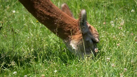 close up low angle of wild brown alpaca eating grass outdoors of field in sunlight