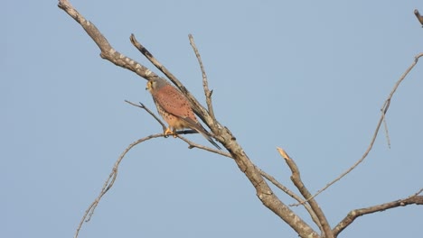 Eagle-waiting-for-hunt-