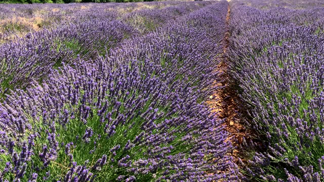las flores de lavanda