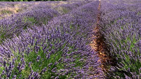 las flores de lavanda