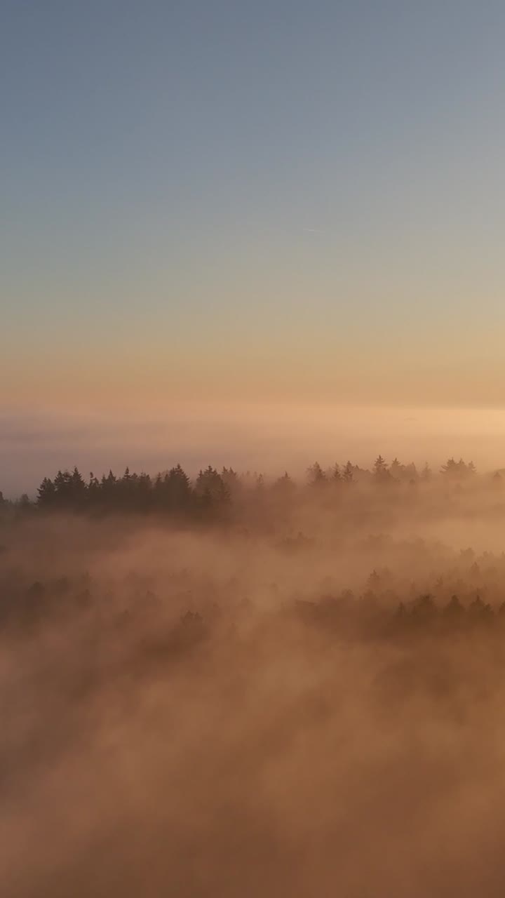 el amanecer del bosque brumoso