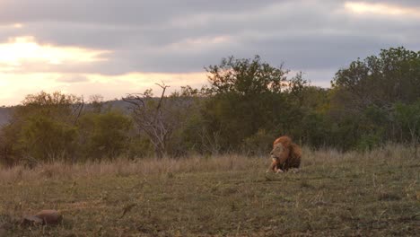 Male-African-Lion-with-collar-lies-peacefully-in-evening-light-breeze