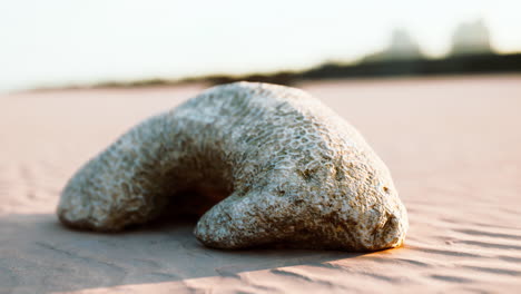 old white coral on sand beach