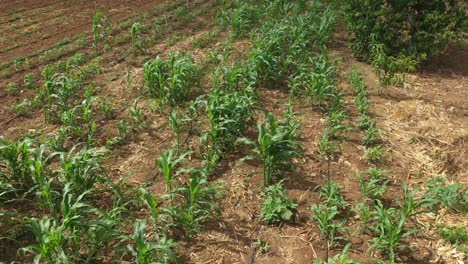 Prueba-De-Crecimiento-Exitoso-De-Plantas-En-Tierras-Desérticas,-Brasil,-Sudamérica