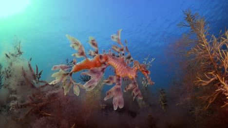 Dragón-De-Mar-Frondoso-Con-Huevos-4k-Cámara-Lenta-Sur-De-Australia