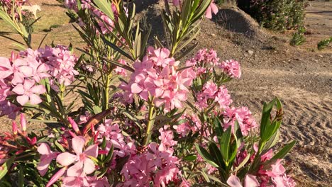 flor de la bahía de la rosa de la oleandra