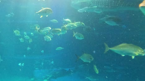 aquatic life swimming in a large aquarium tank