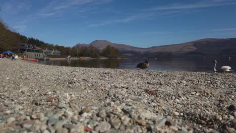 Eine-Ente,-Die-Sich-Am-Luss-Beach-In-Der-Sonne-Entspannt,-Während-Ein-Schwan-In-Den-Schuss-Schwimmt