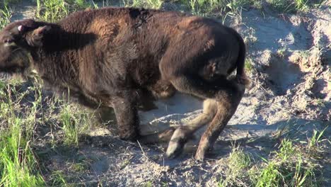 linda cría de bisonte con pequeños cuernos se levanta de la siesta para un gran estiramiento