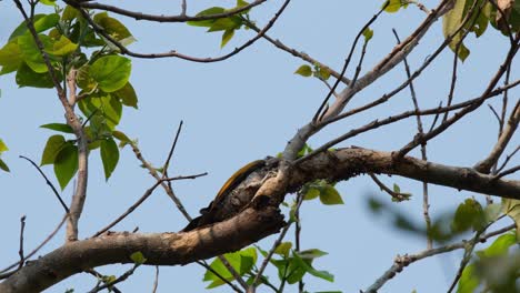 Greater-Flameback,-Chrysocolaptes-Guttacristatus