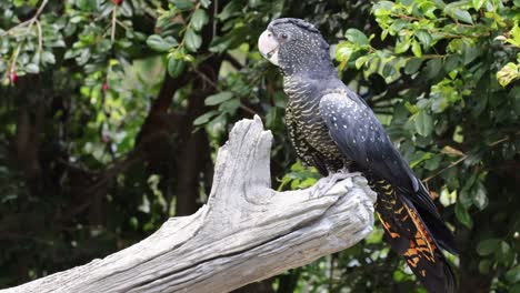 colorful parrot interacting with its environment