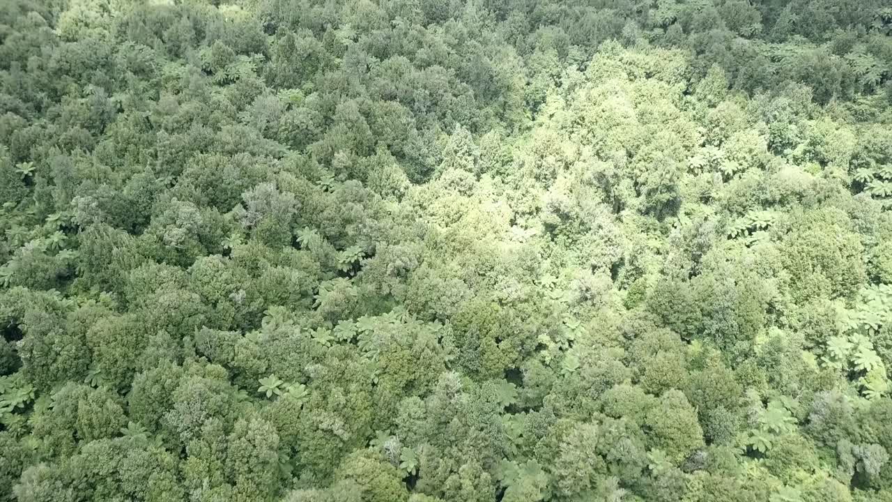 vista aérea de un denso bosque