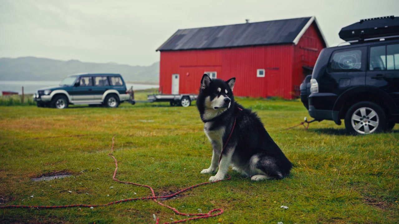 En man serverar mat till sin Alaskan Malamute-hund utomhus. Statisk bild.