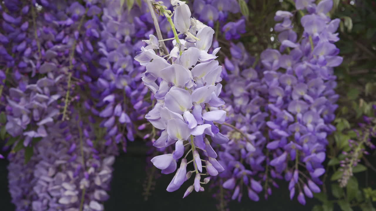Close up of the purple wisteria flowers on the tree