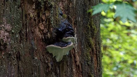 Cerca-De-Un-Hongo-Blanco-Y-Negro-Salvaje-Que-Crece-Al-Lado-De-Un-Tronco-De-árbol-De-Un-Gran-Pino-En-Medio-De-La-Selva-Tropical-De-Hoh,-Parque-Nacional-Olímpico,-Estado-De-Washington,-Estados-Unidos