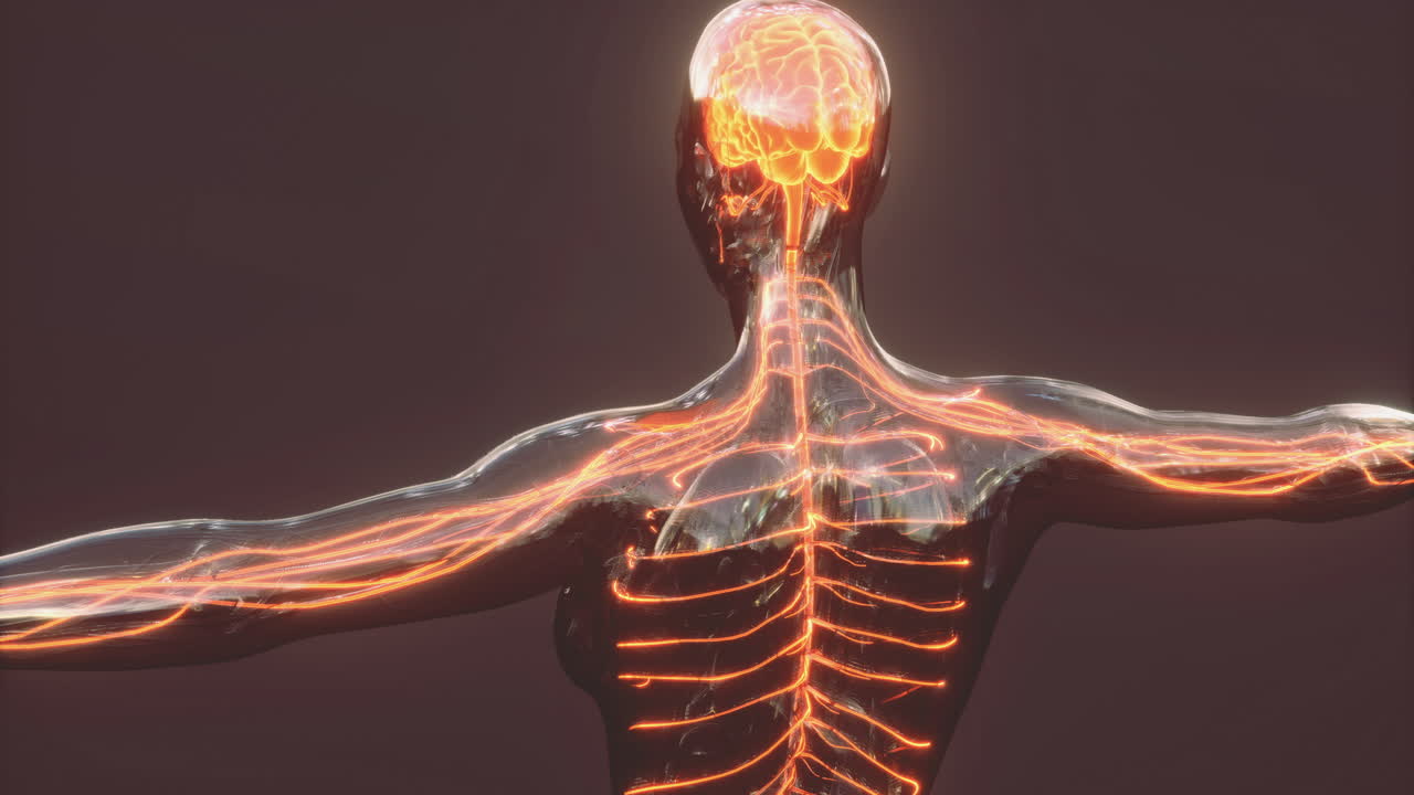 뇌 해부학과 인간의 신경계와의 연결을 이해하는 것