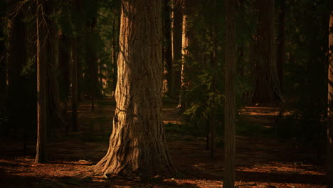 Riesenmammutbäume-Oder-Sierra-Mammutbäume-Wachsen-Im-Wald