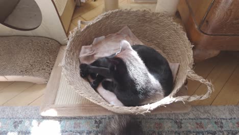 domestic black cat licking its fur in warm sunlit comfy pet basket