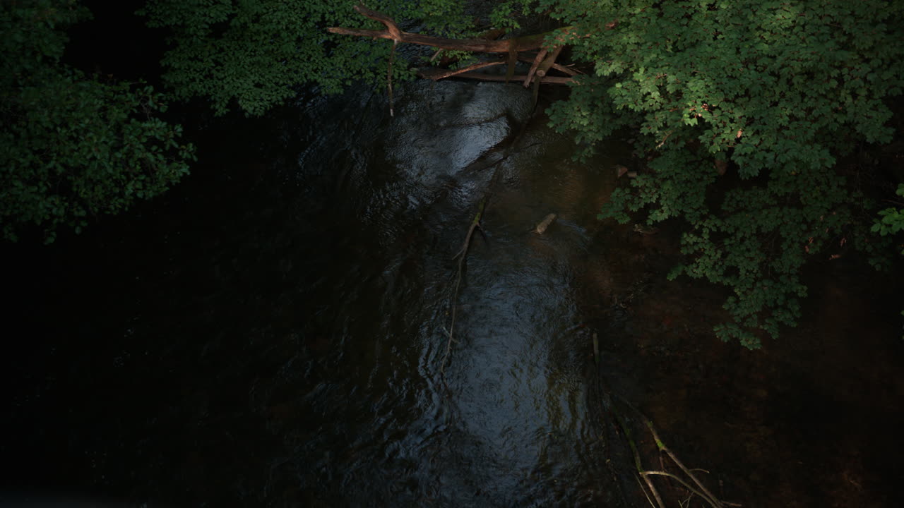 River flowing under the trees with the sun hitting the leaves