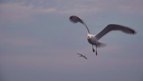 close up of a seagull flying at sunset