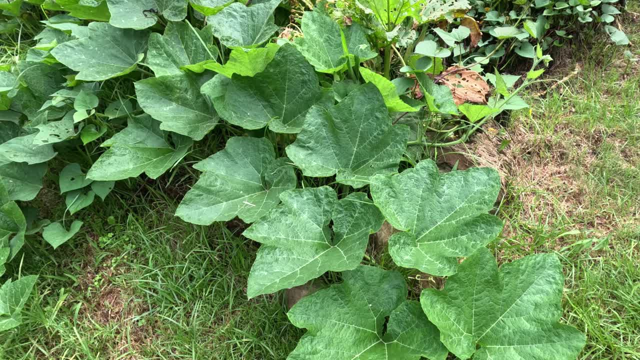 잔디에 있는 식물의 순차적인 성장