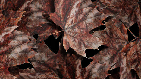 close-up of dry autumn maple leaves