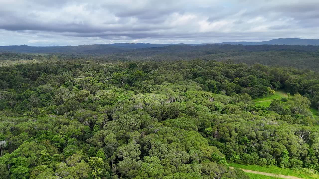 Drone glides above dense rainforest canopy, revealing vibrant green foliage under overcast natural daylight