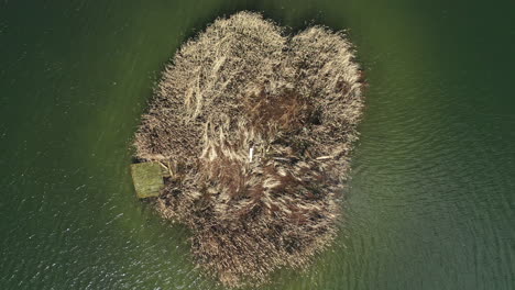 Blick-Von-Oben-Auf-Schilf,-Das-Im-Wind-In-Der-Mitte-Des-Sees-Mit-Grünem-Wasser-Weht