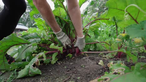 closeup shot of farmer taking out ripe beet during harvesting season