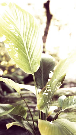 closeup of green tropical leaves