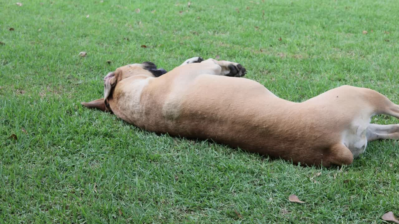 Boerboel Mastiff dog rolling on its back with paws in the air on the green grass outside
