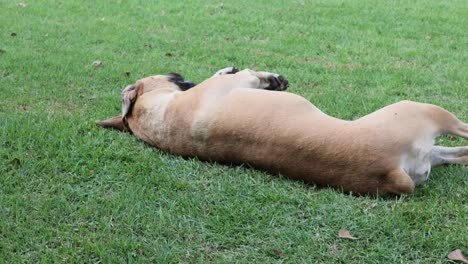 boerboel mastiff dog rolling on its back with paws in the air on the green grass outside
